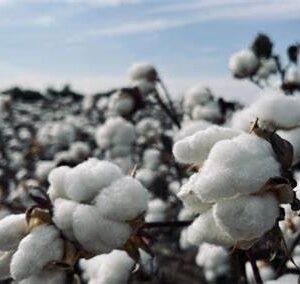 9d365bbf3551659de5aff2f54b859852