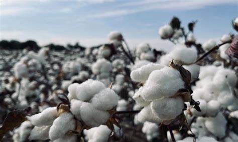 9d365bbf3551659de5aff2f54b859852