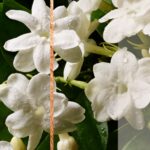 8a5fe16f9469b61cd3207d2e80708471